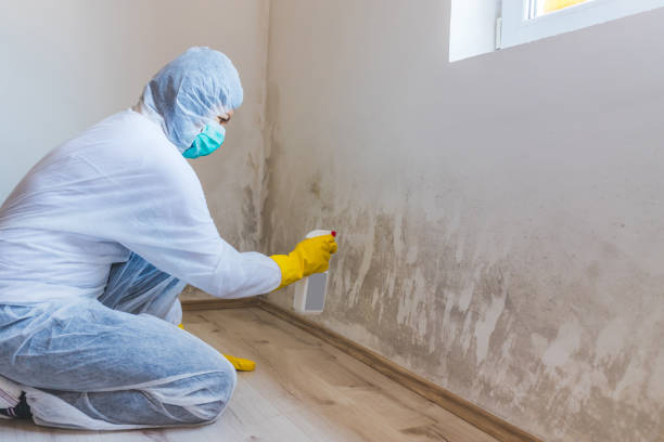 Professional mold removal team in Hurst